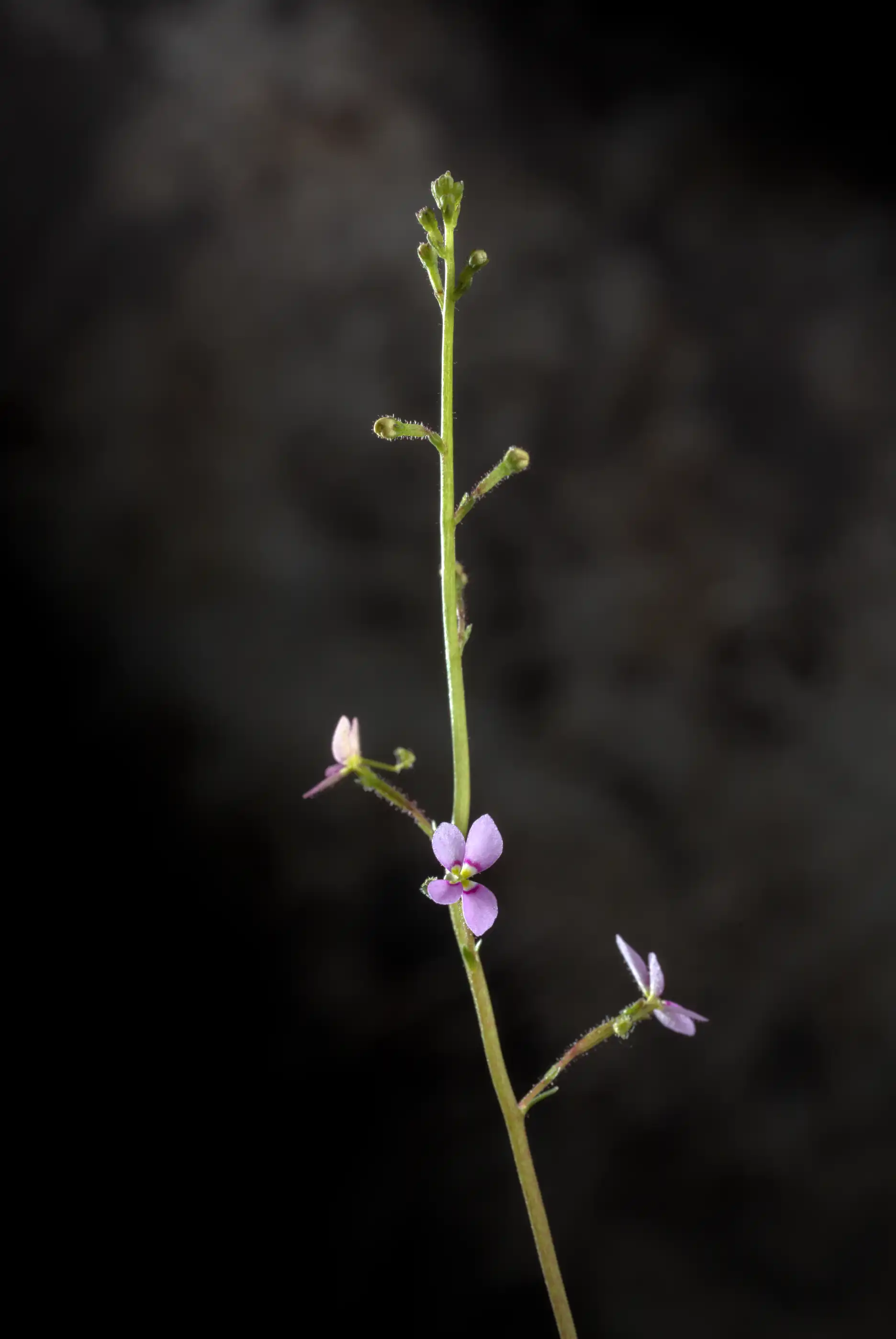 Stylidium debile flower scape with multiple flowers