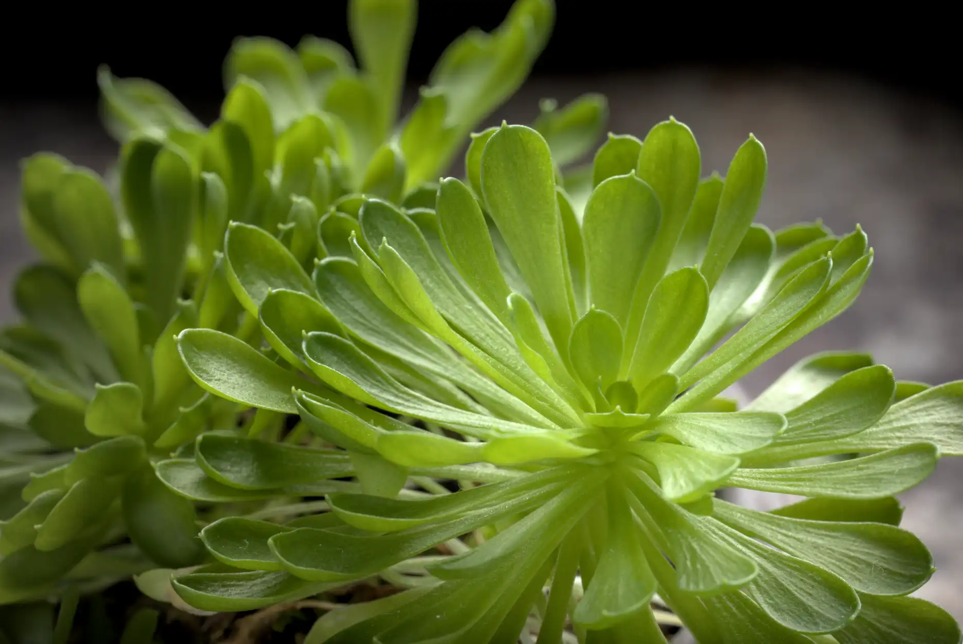 Stylidium debile foliar rosettes