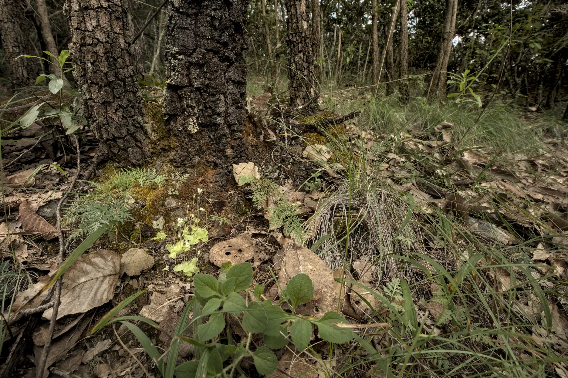 A group of Pinguicula lilacina plants grow between oak trees in the mounts of the Etla Valley.