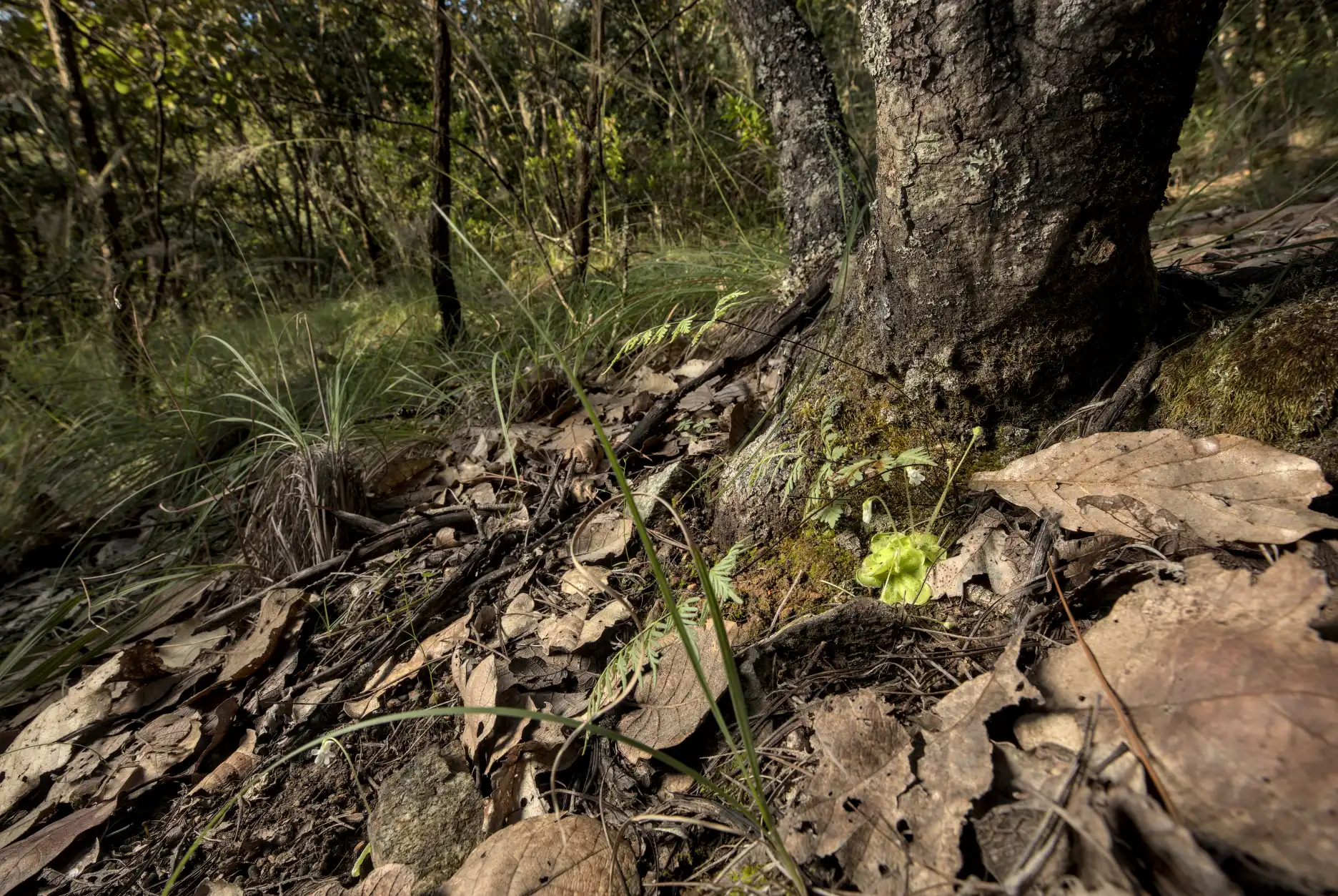 Pinguicula lilacina plants in their forest habitat dominated by oak trees and clayey soils.
