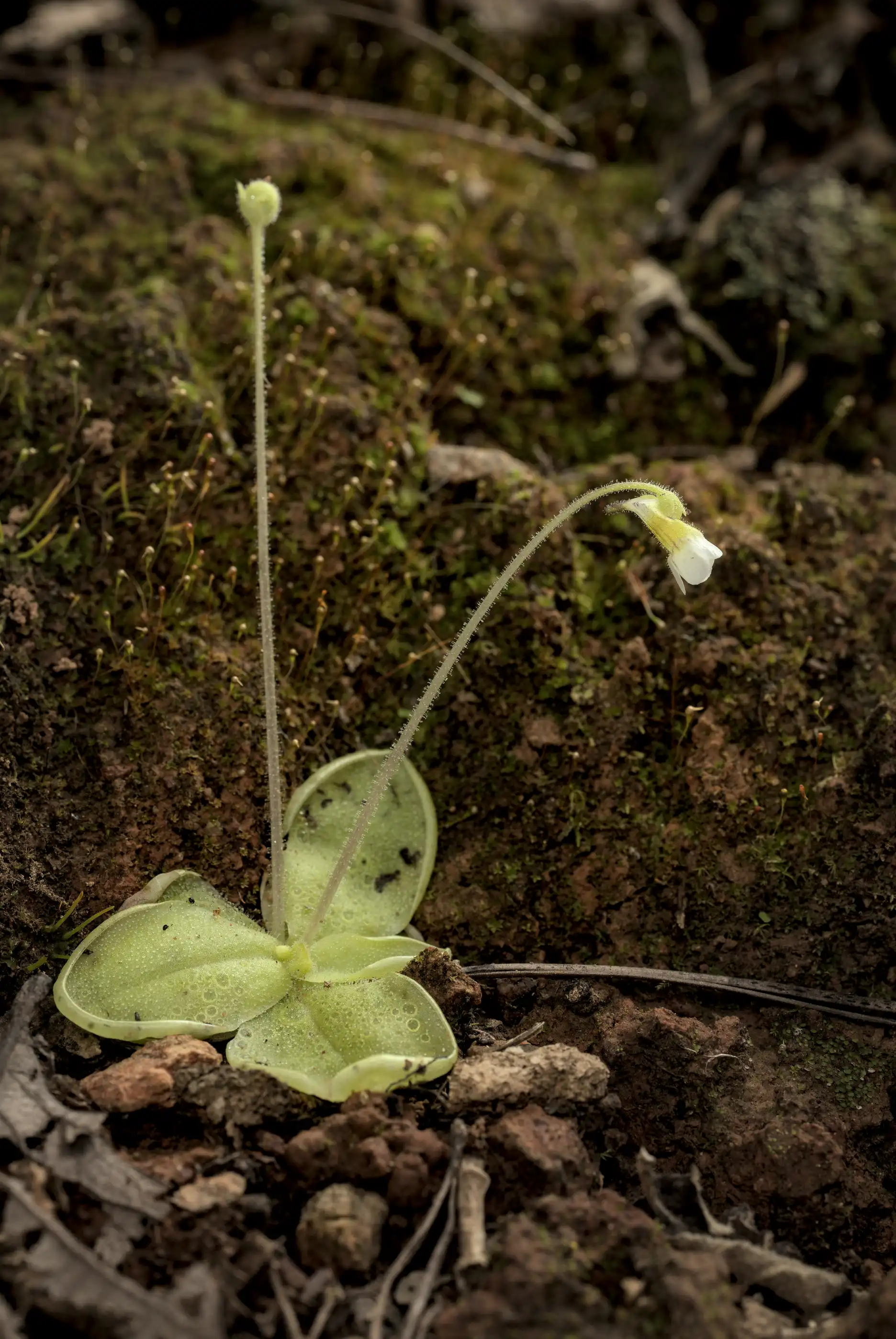 A solitary Pinguicula lilacina plant flowers in clay soil in Oaxaca, Mexico.