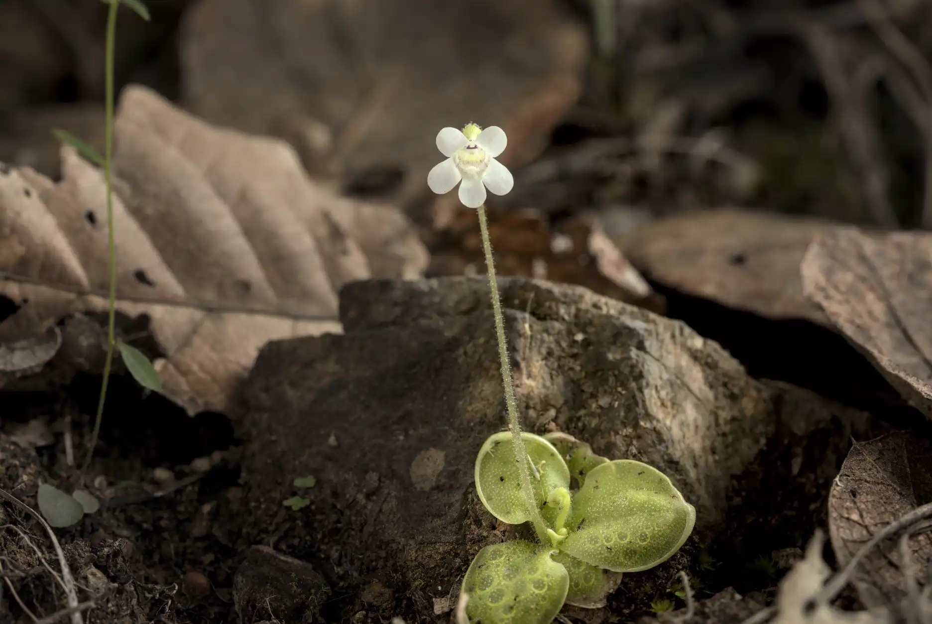 Pinguicula lilacina plant in flower, growing on the side of a rock.