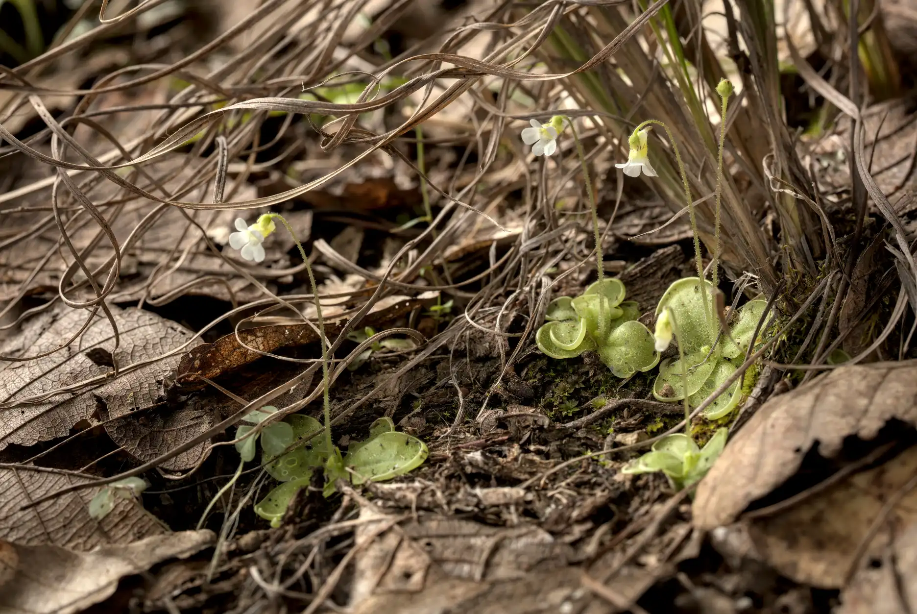 A group of Pinguicula lilacina plants flower between oak leaves in their natural habitat.
