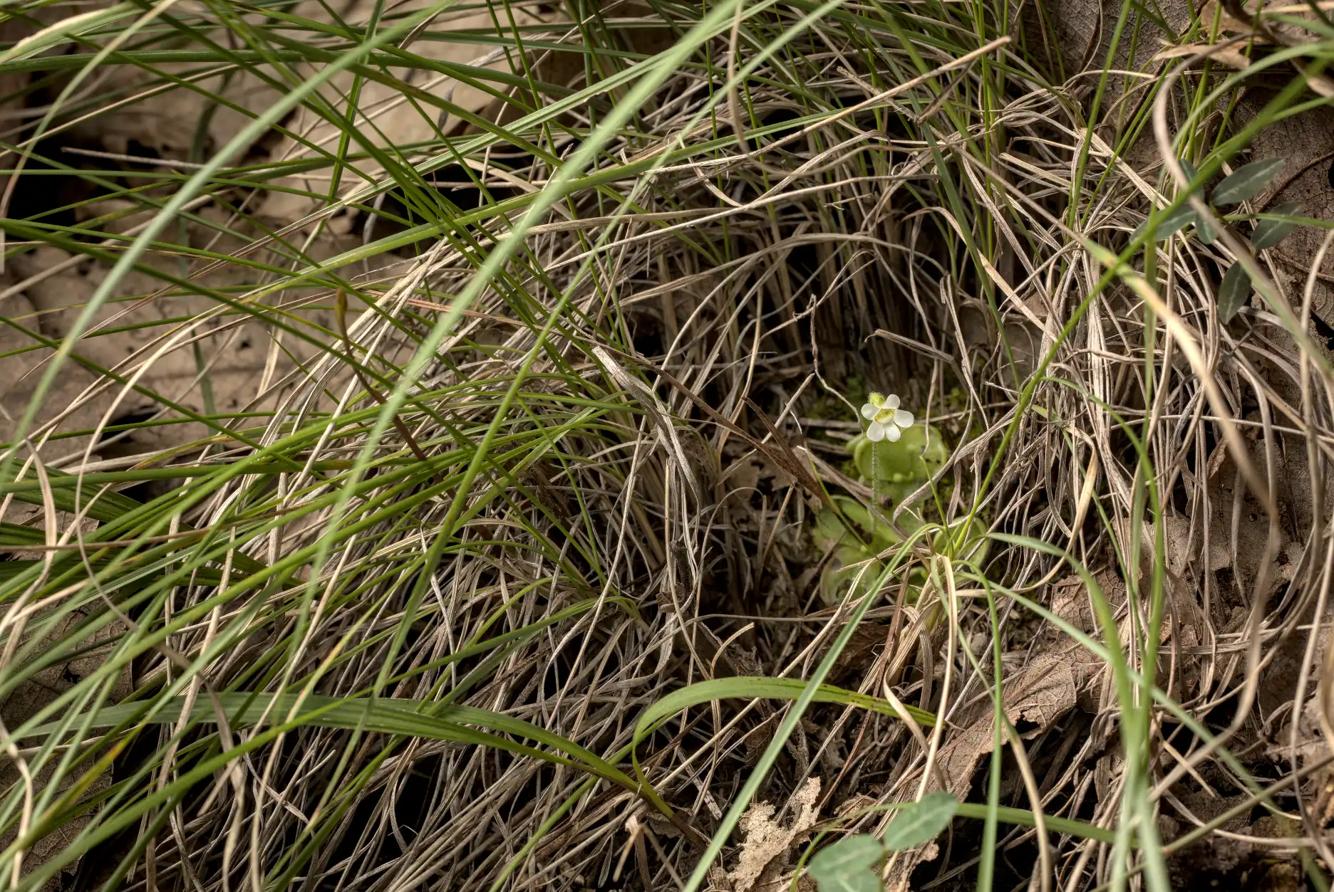 Pinguicula lilacina plants grow between grasses and oak leaves in the Etla Valley.