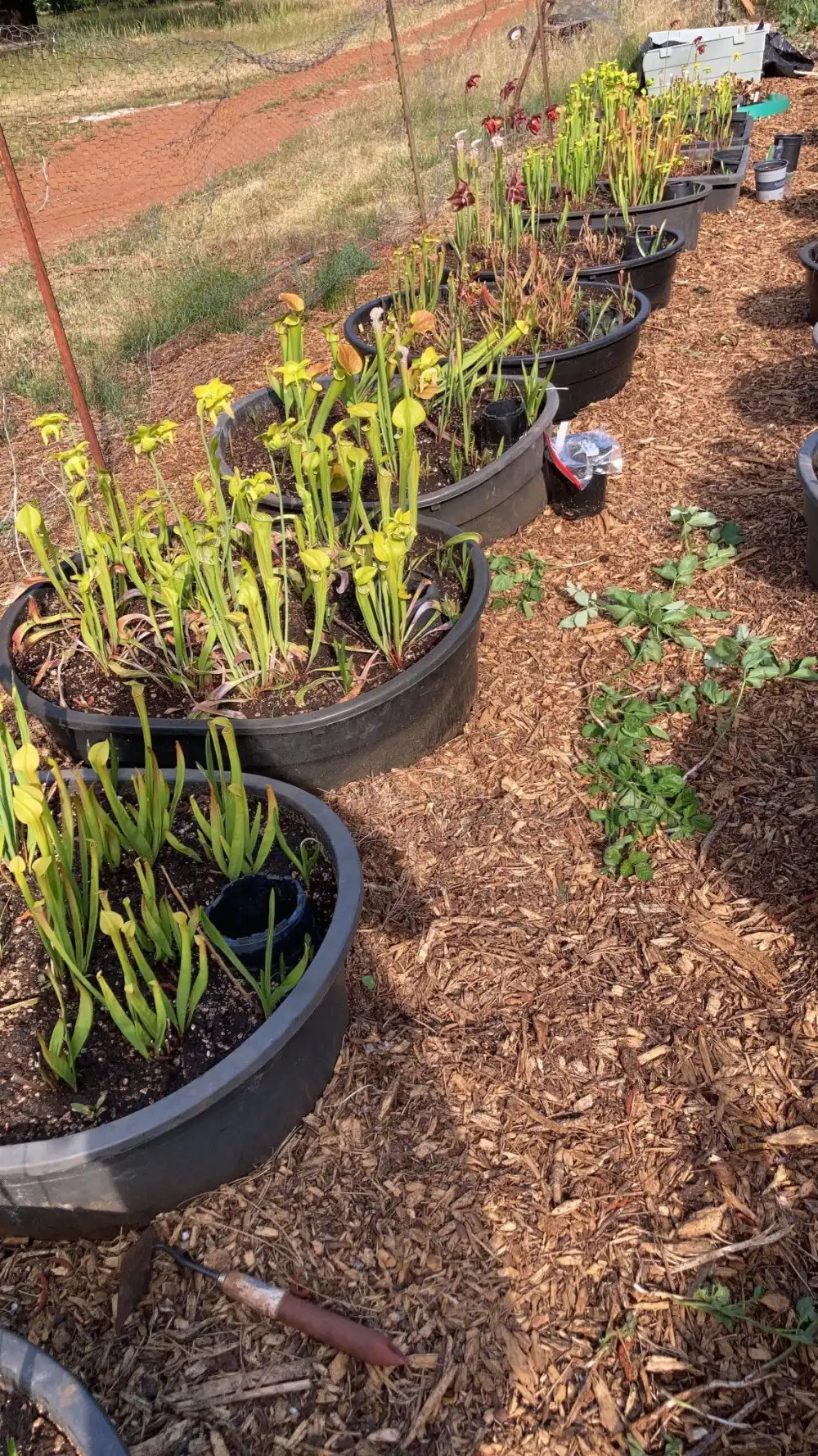 Sarracenia bogs in Oregon