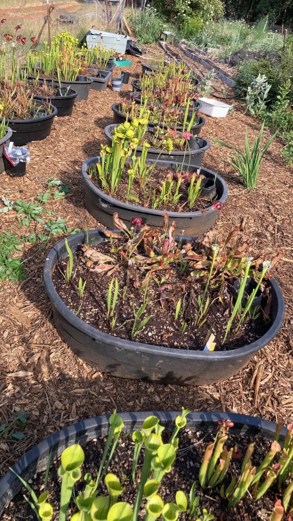 Sarracenia bogs in Oregon