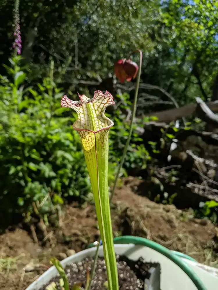 S. leucophylla from Holmes County, FL