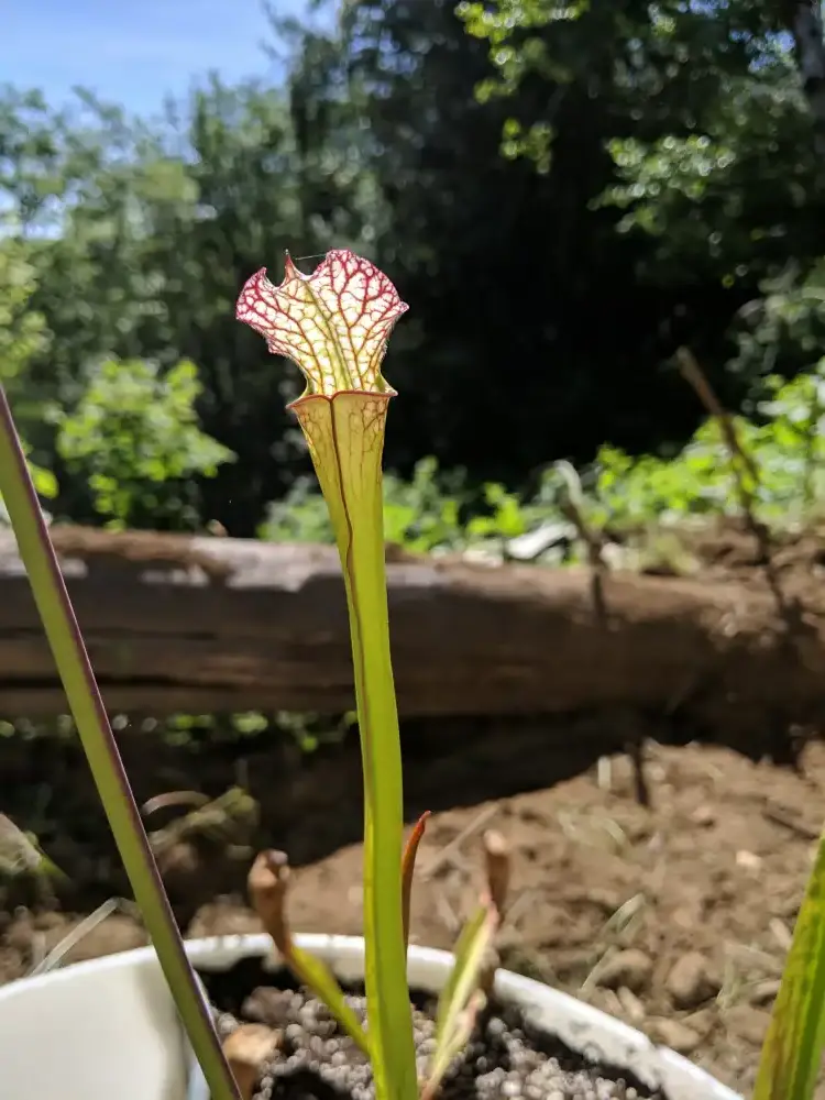 S. leucophylla from Holmes County, FL