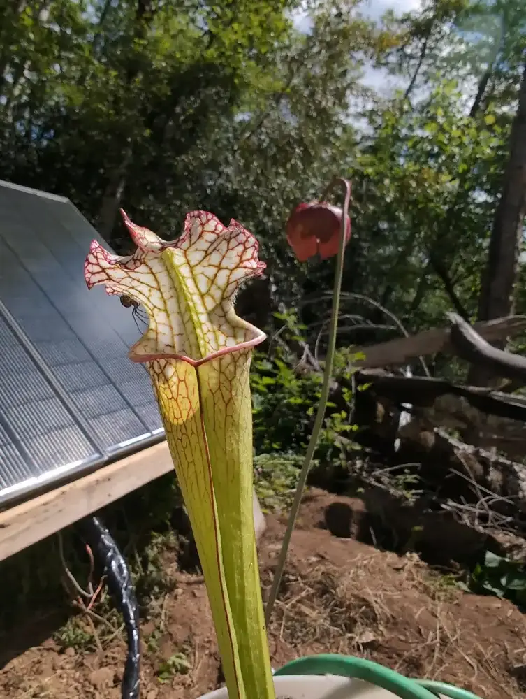 S. leucophylla from Holmes County, FL