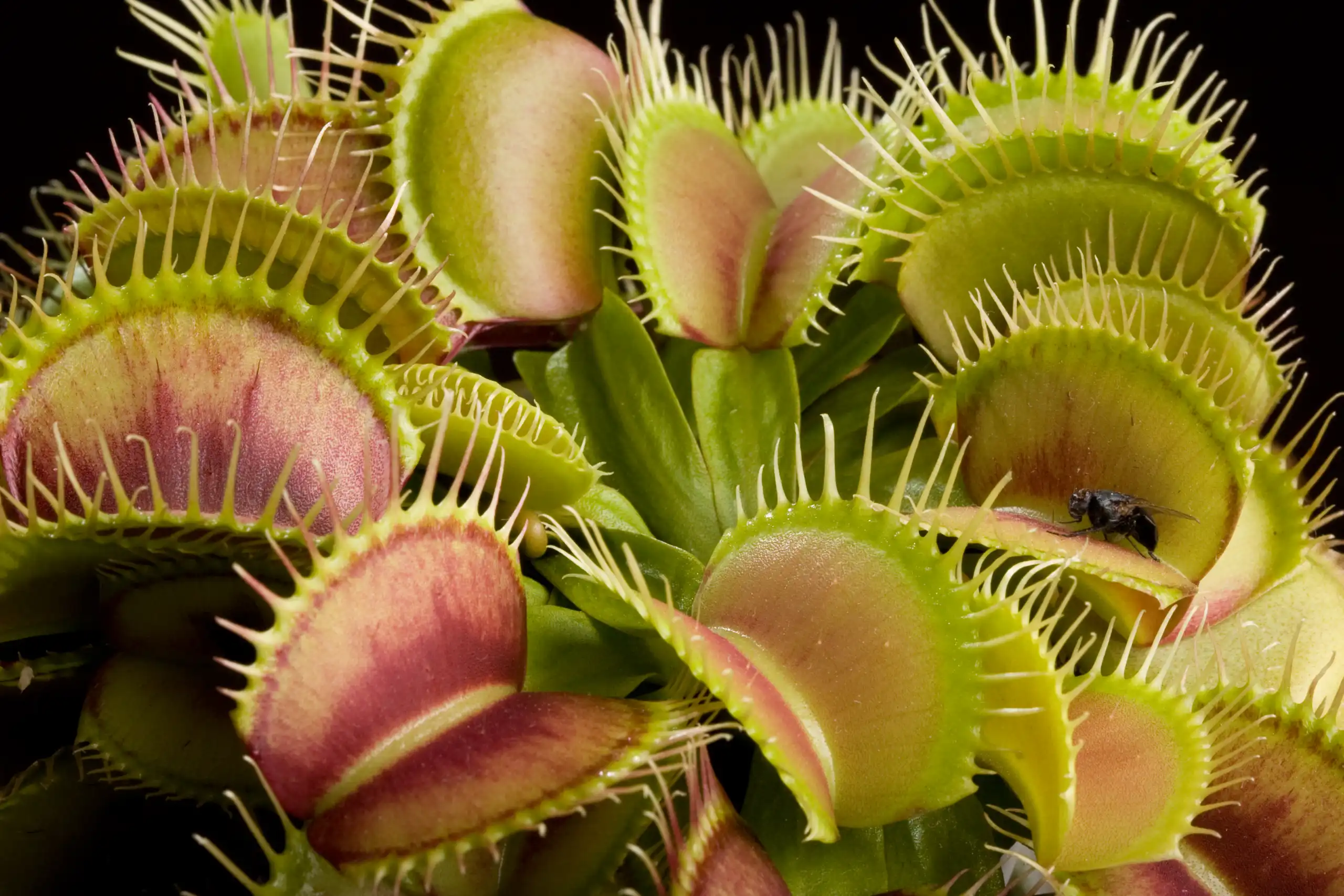 Cultivated Dionea muscipula plant from Hosford, Florida with a captured house fly - grown in Hermosa Beach, California