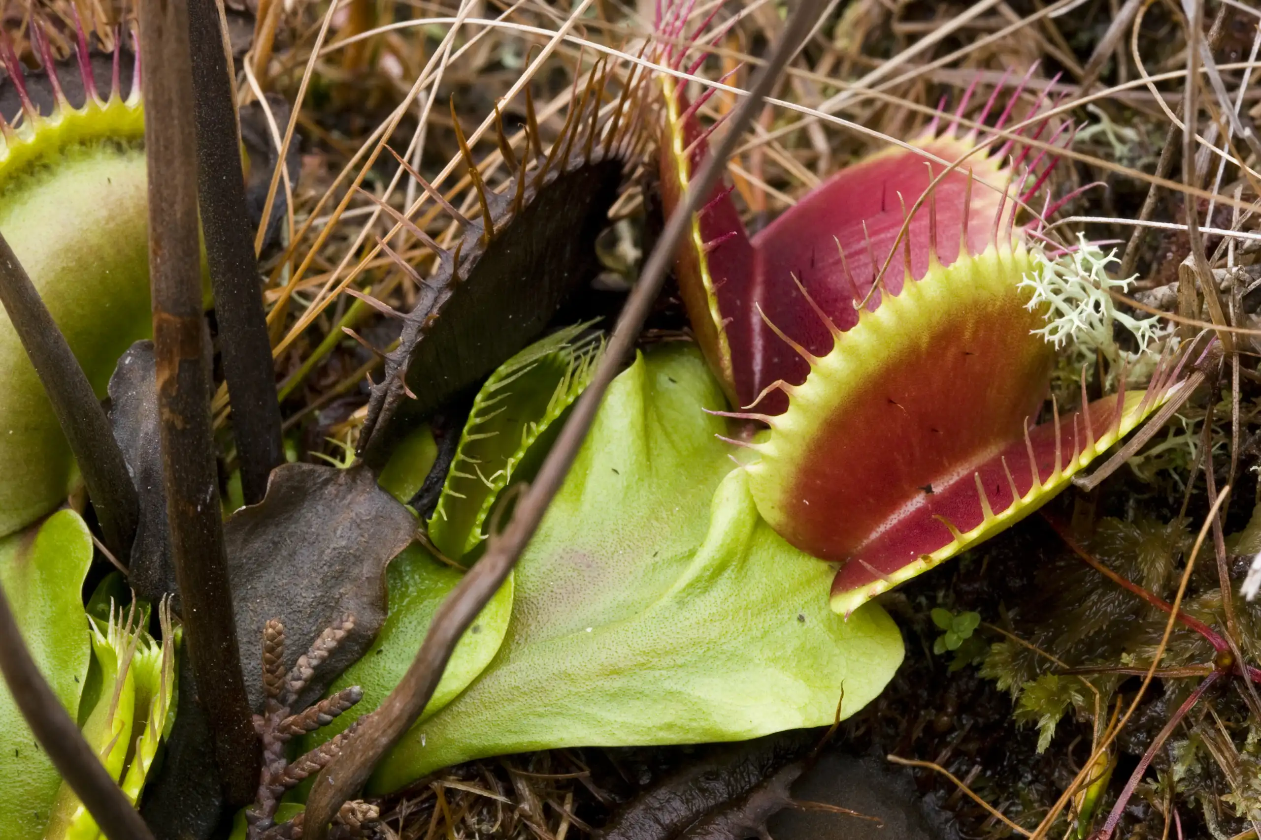 Introduced Dionaea muscipula plant growing in the Albion pygmy pine forest in Medocino, California.