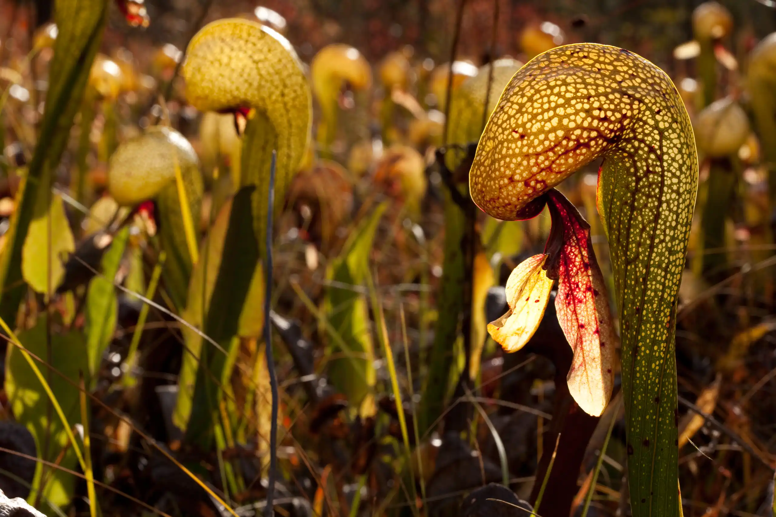 Native habitat for Darlingtonia californica at $8 Mountain in Josephine Co., Oregon