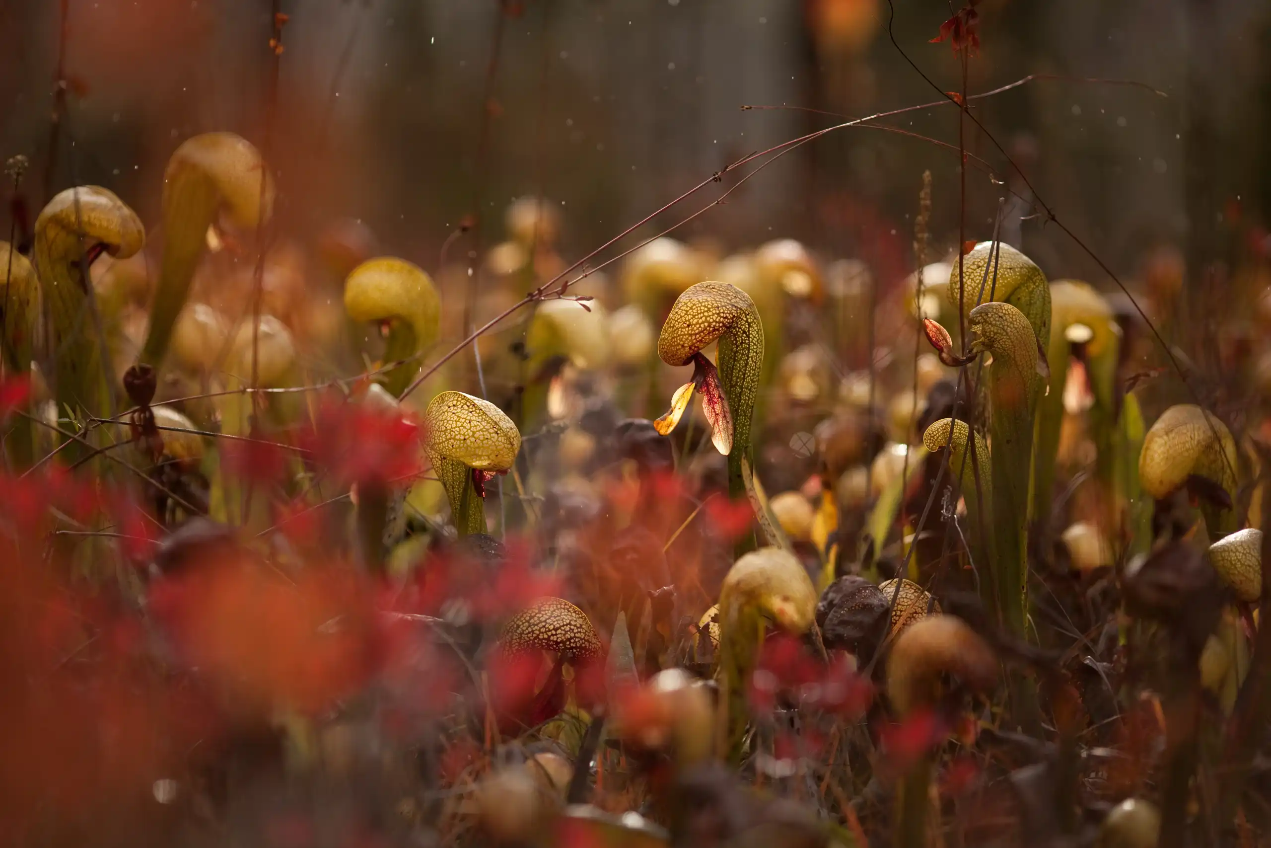 Photograph of Darlingtonia californica, a carnivorouos plant, growing in a fen in southern Oregon.