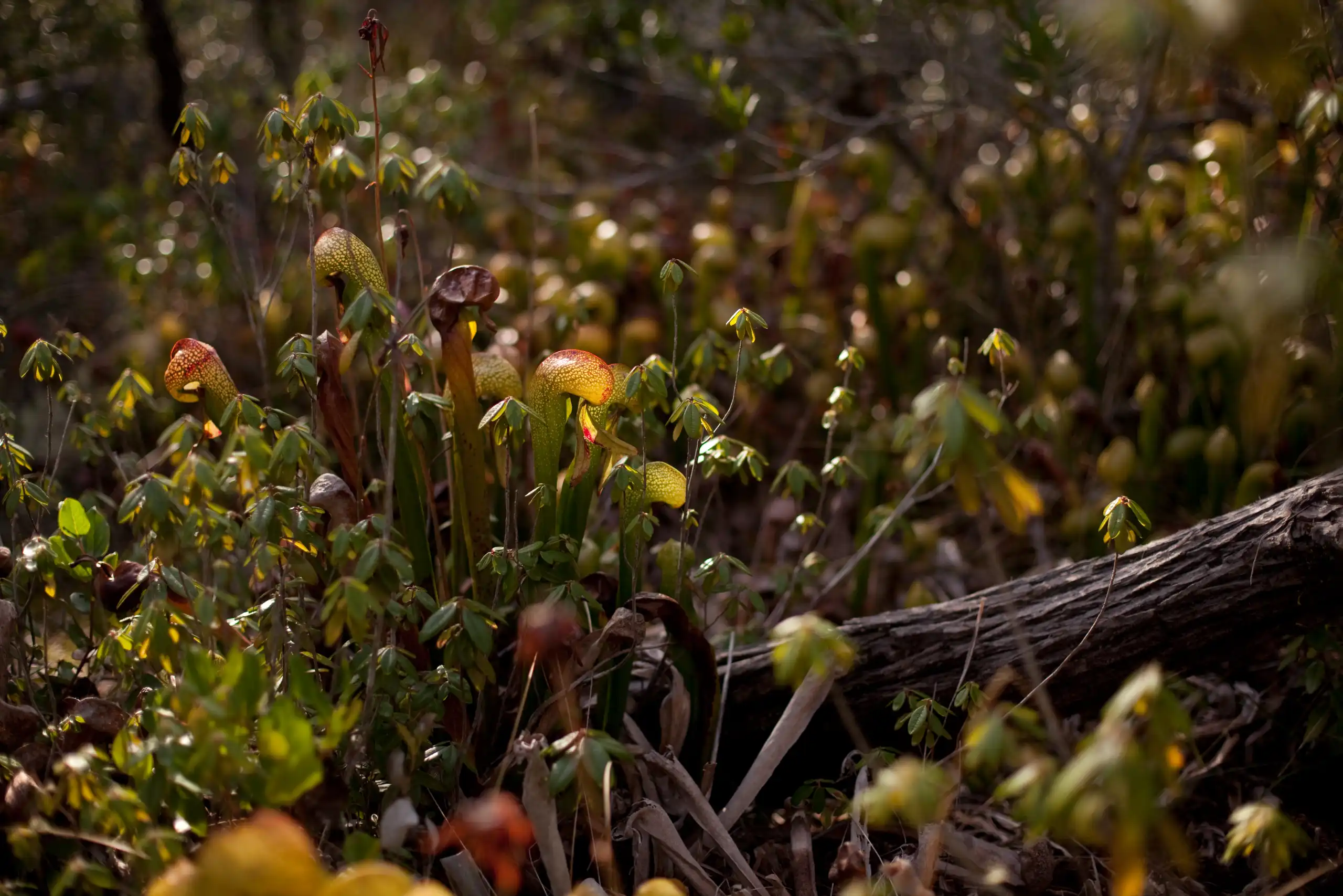 Introduced Darlingtonia california plants growing on the side of a log in the Albion pygmy forest.