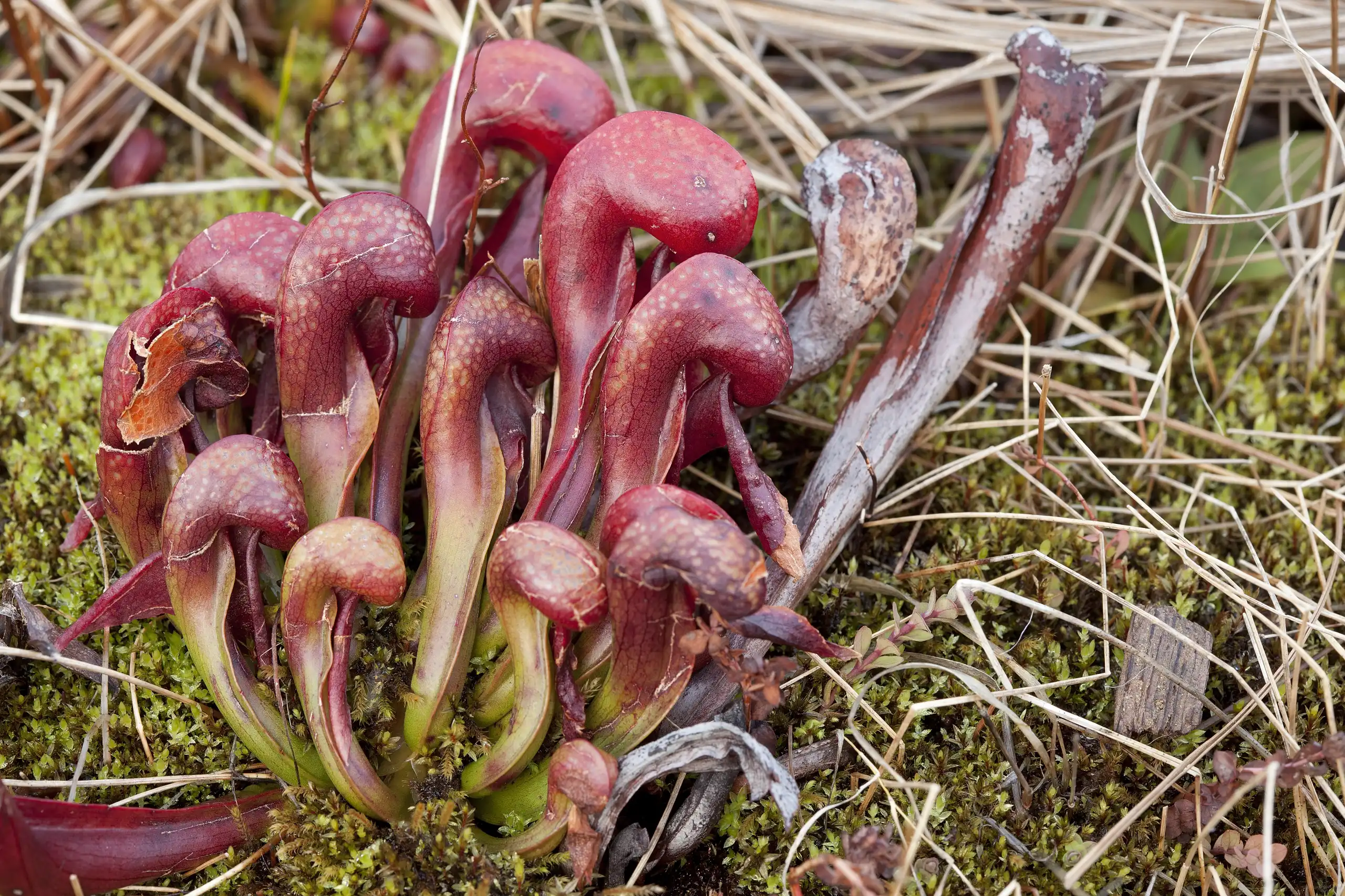 Fen at $8 Mountain in Josephine County, Oregon, with Darlingtonia california plants.