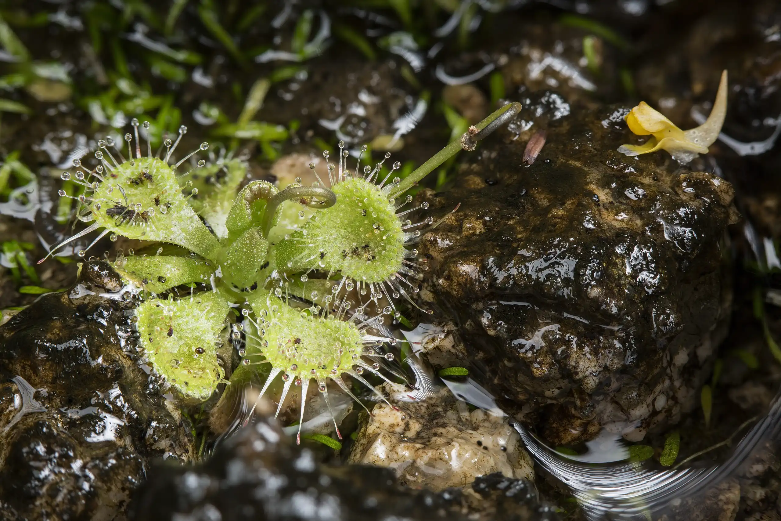 Drosera burmannii plant growing in a hillside seep on Hengqin Island in Zhuhai, China.