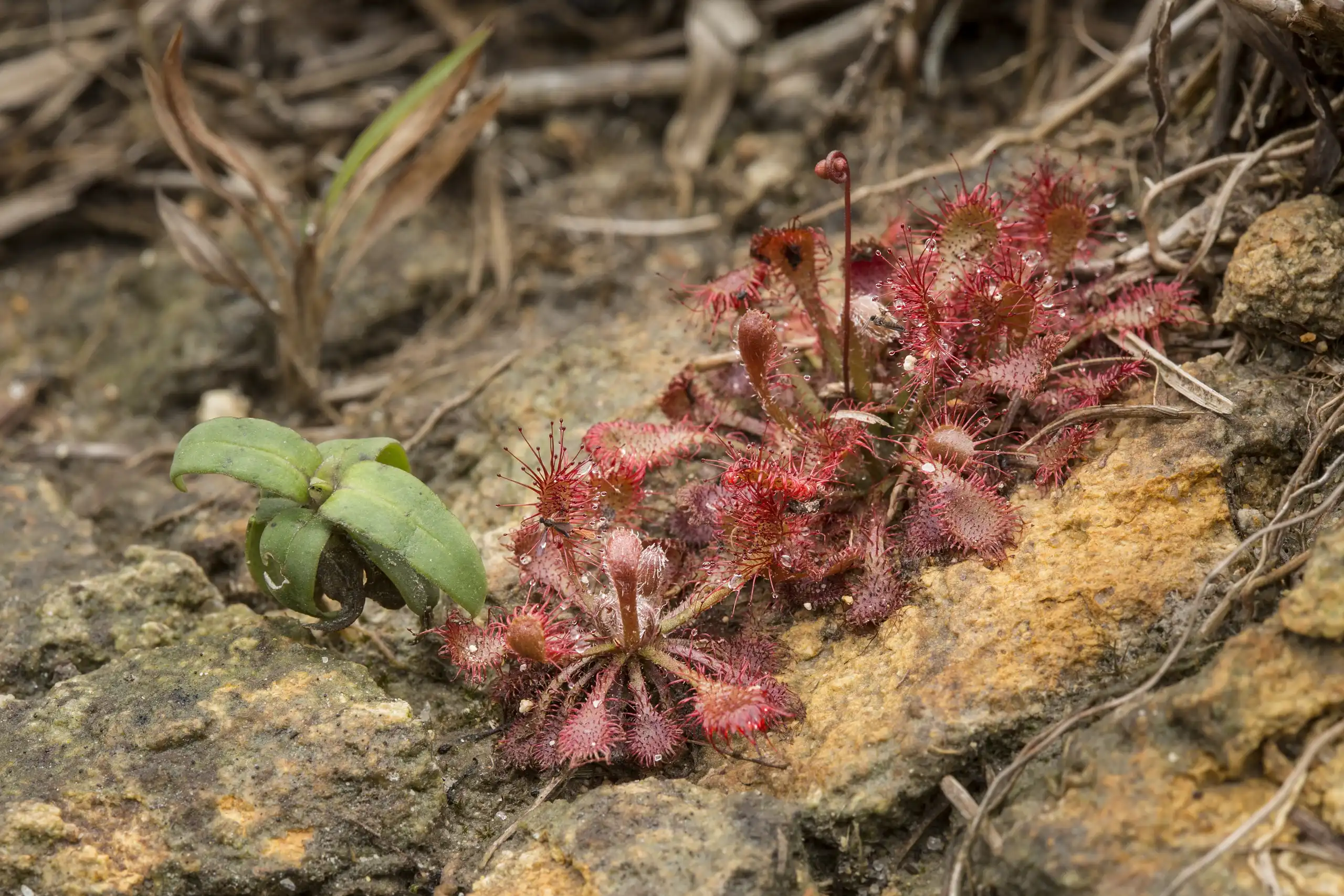 Group of Drosera oblanceolata plants growing at Sunset Peak in Hong Kong.