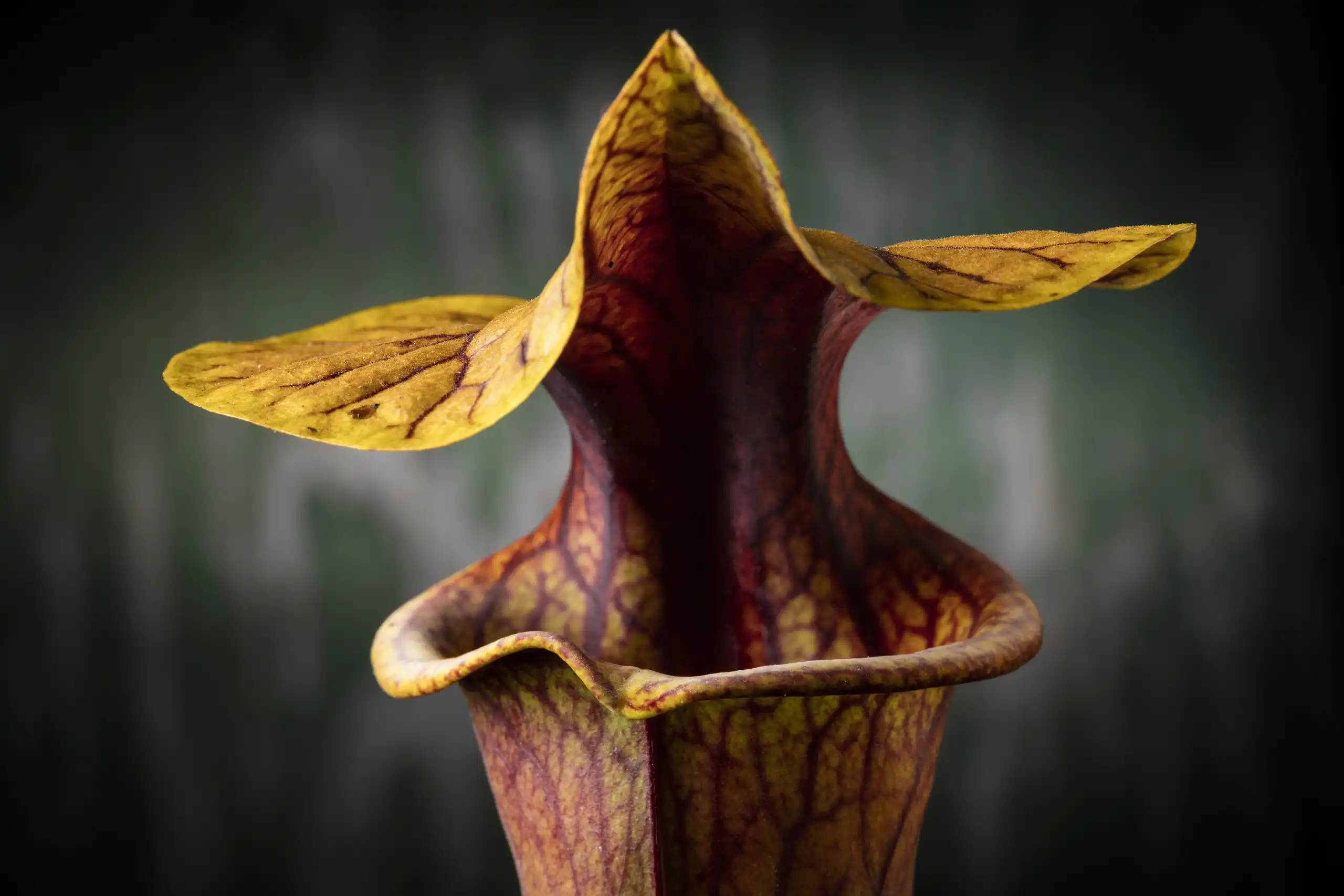 Pitcher of a cultivated Sarracenia flava var. rubricorpora plant