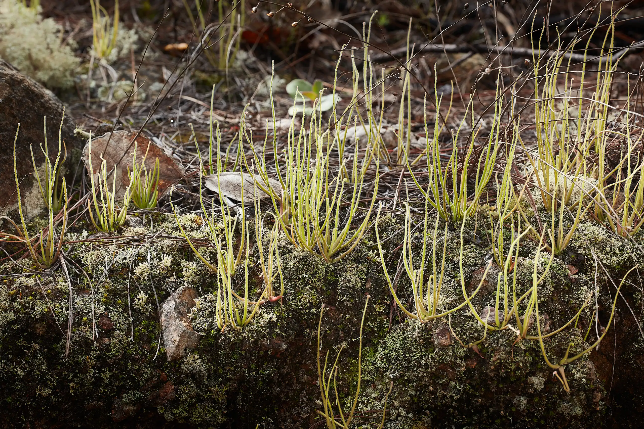 Pinguicula medusina plants growing in the Ixtepeji municipality in Oaxaca’s Sierra Norte region.