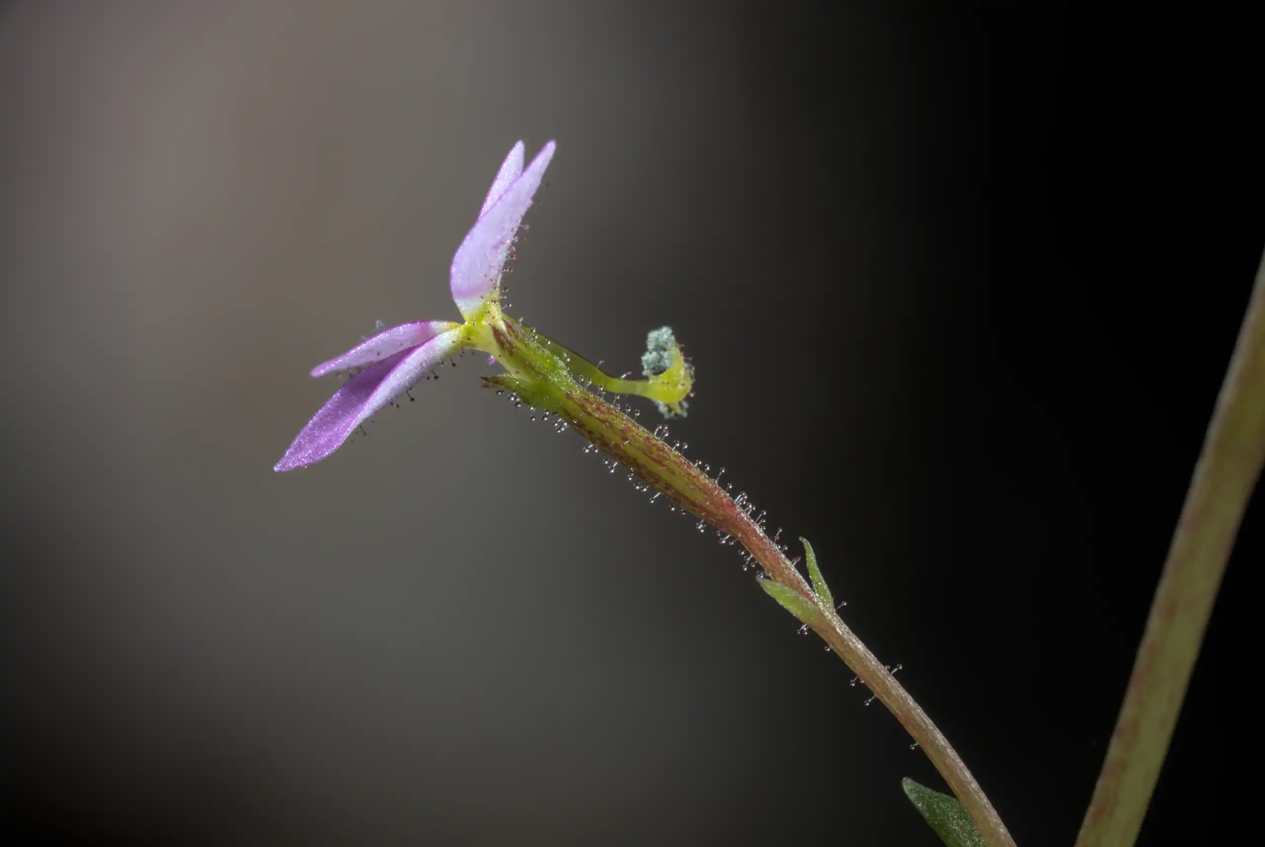 Photograph of a single Stylidium debile flower.