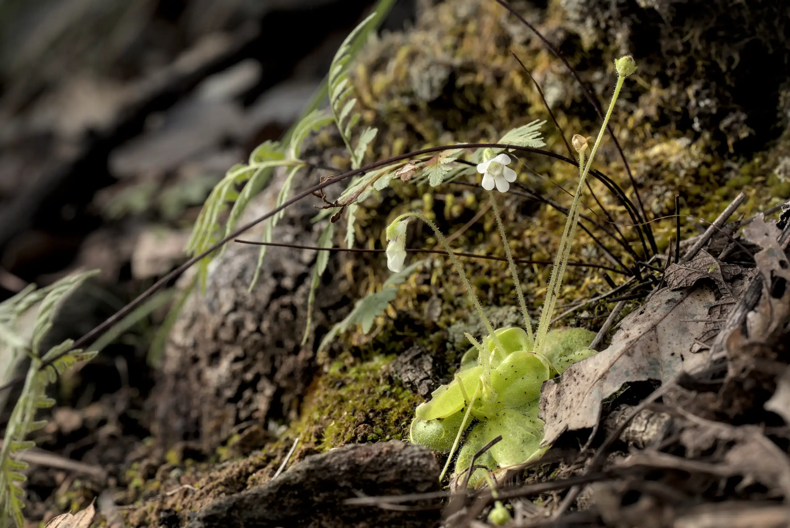 Pinguicula lilacina plants growing in the Etla district of Oaxaca.