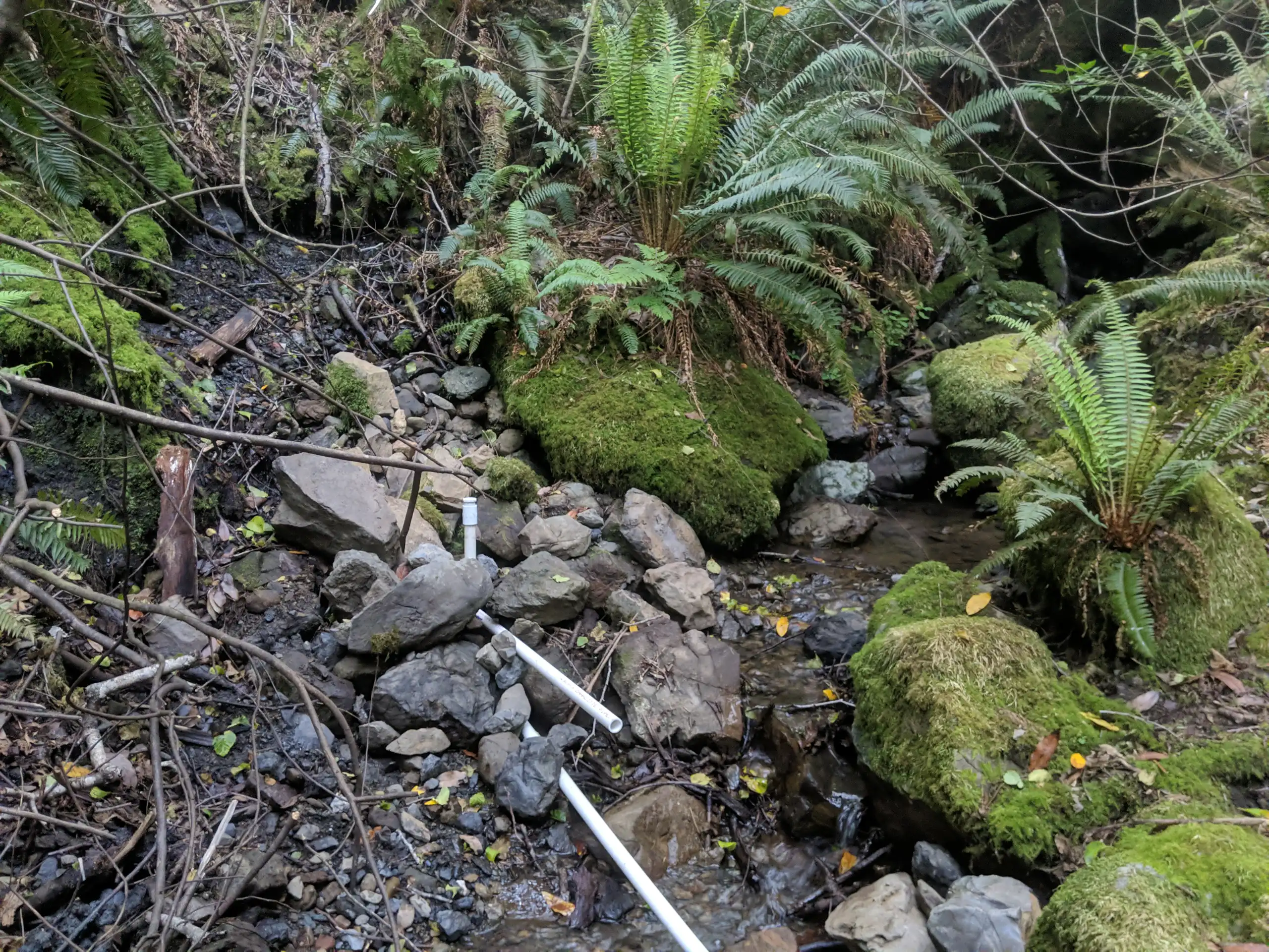 Planted self-watering Sarracenia containers in use in Oregon.