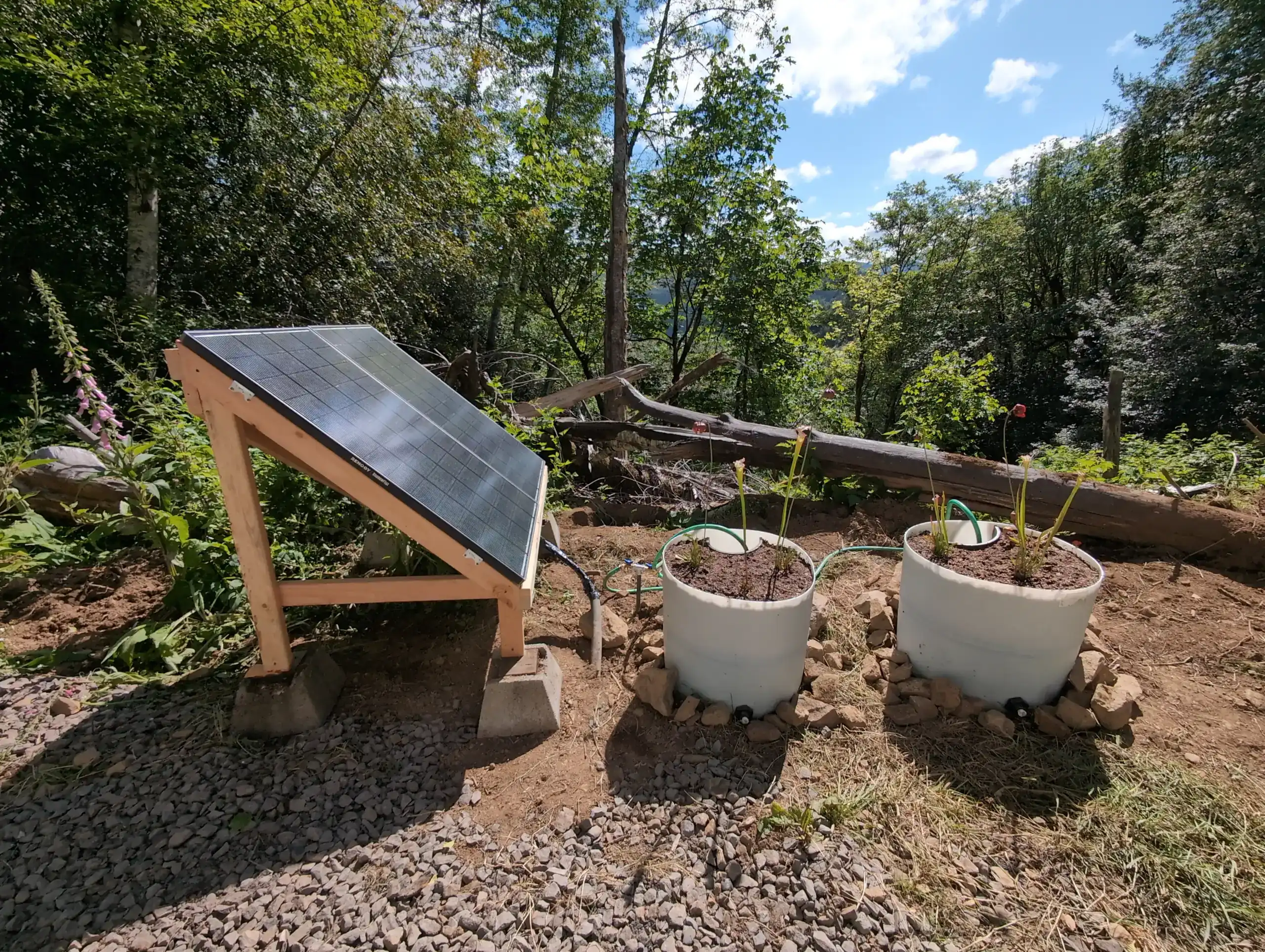 Planted self-watering Sarracenia containers in use in Oregon.
